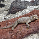 Spiny Lizard