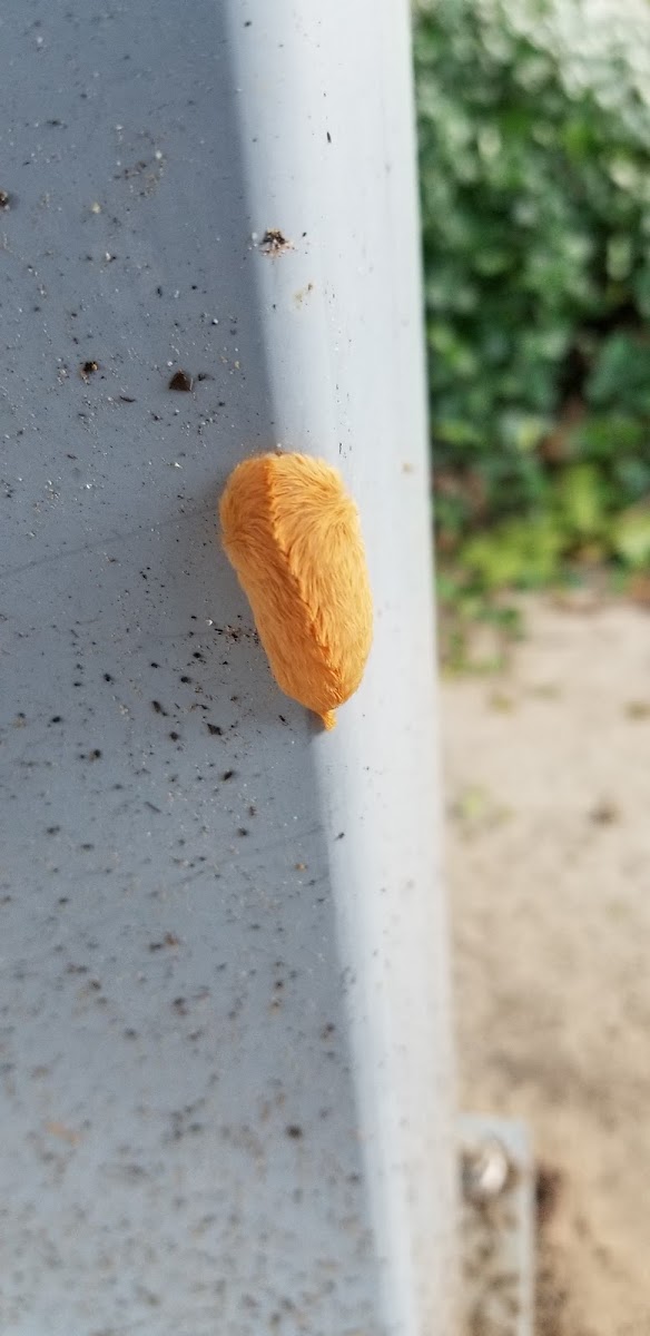 flannel moth caterpillar