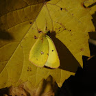 Clouded Yellow