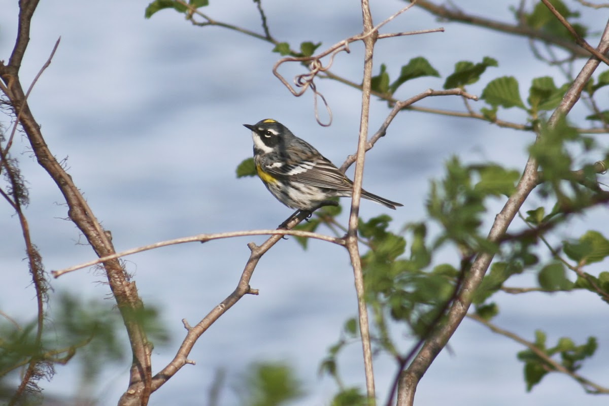 Yellow-Rumped "Myrtle" Warbler