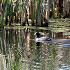 American Coot