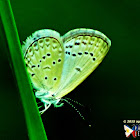 Lesser Grass Blue