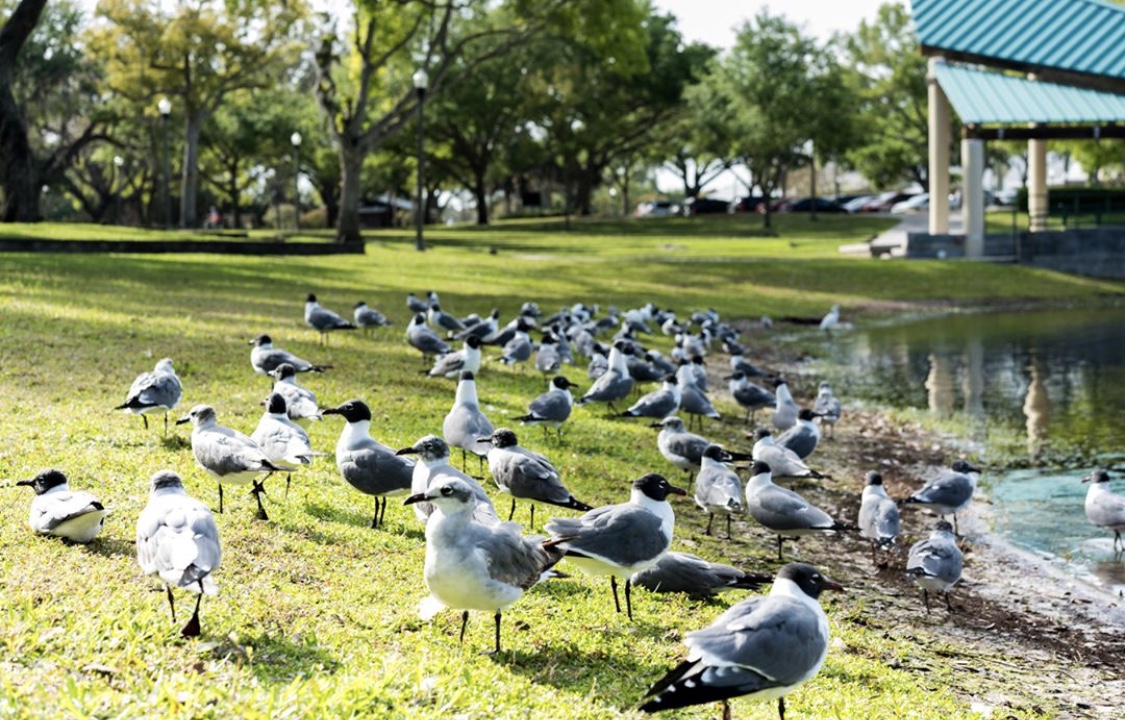 Least Tern