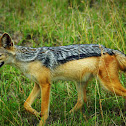 Black-backed jackal