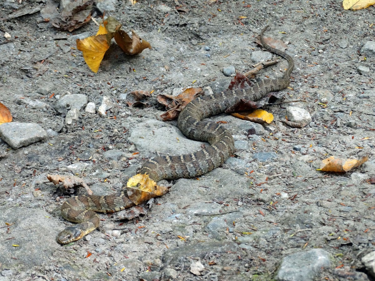 Northern water snake