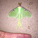 Luna Moth