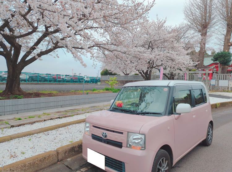 ピクシススペースカスタムの桜と愛車・桜コラボ・ソメイヨシノに関するカスタム事例の投稿画像5枚目