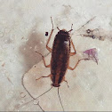 German cockroach