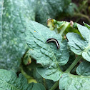 Yellow-striped Armyworm