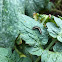 Yellow-striped Armyworm