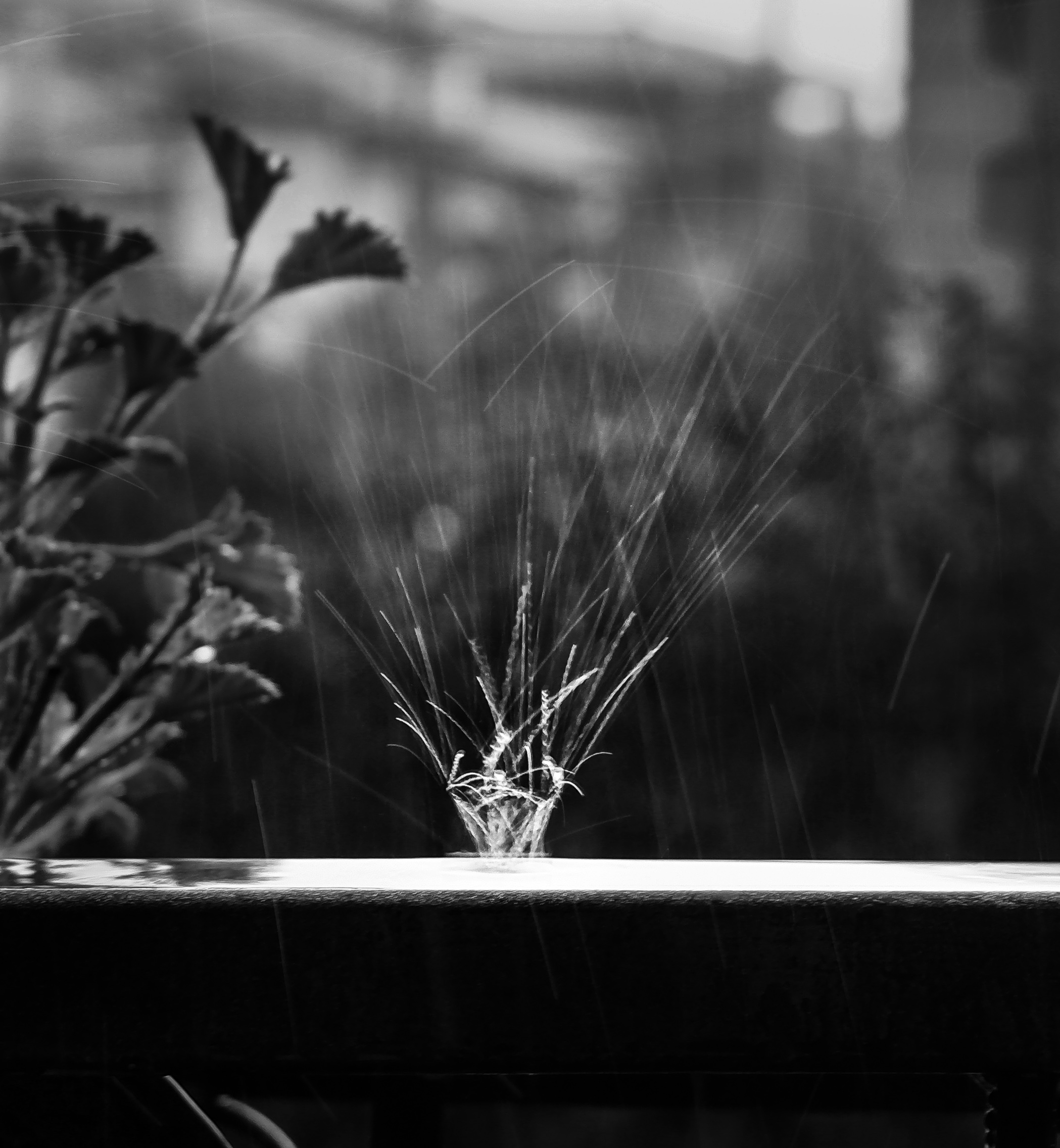 la cosa migliore che si possa fare quando piove è lasciar piovere di barbara pellegrini