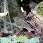 Swainson's Thrush