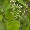 Climbing Hempweed