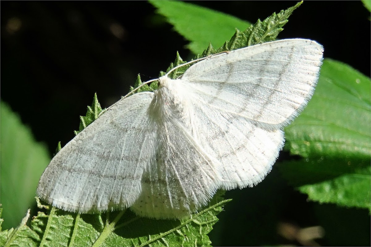 Common White Wave