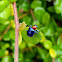 Blue milkweed beetle