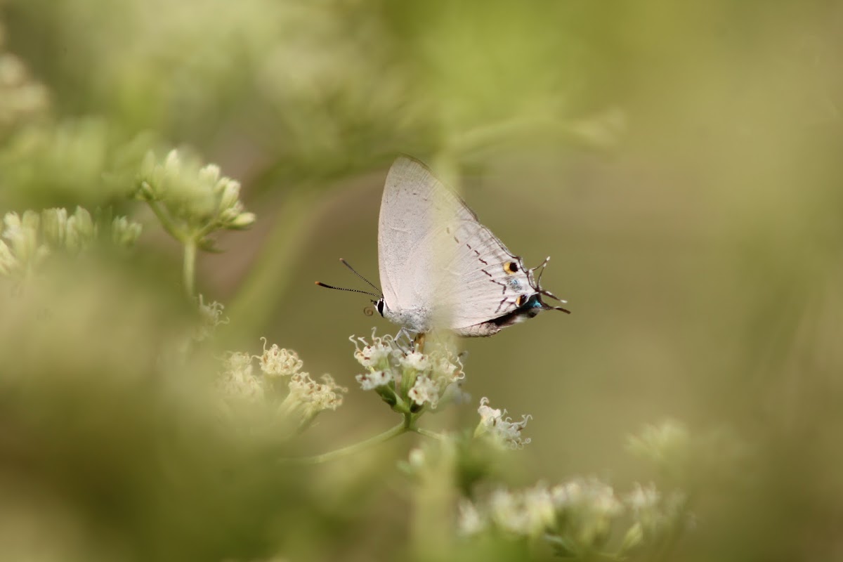 Peacock Royal (Male)