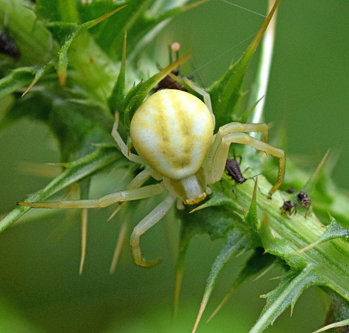 Crab Spider