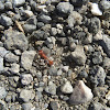 Red Pavement Ant