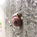 Chocolate-Band Snail