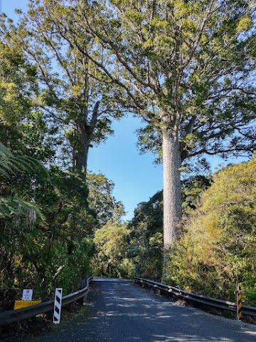 Darby and Joan Kauri Trees Northland