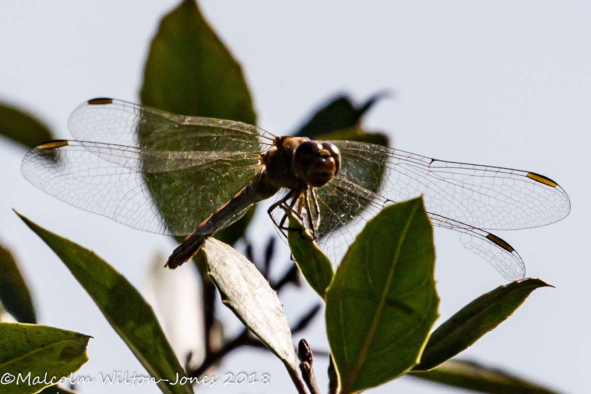 dragonfly