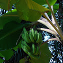 Bananeira