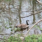 Canadian Goose