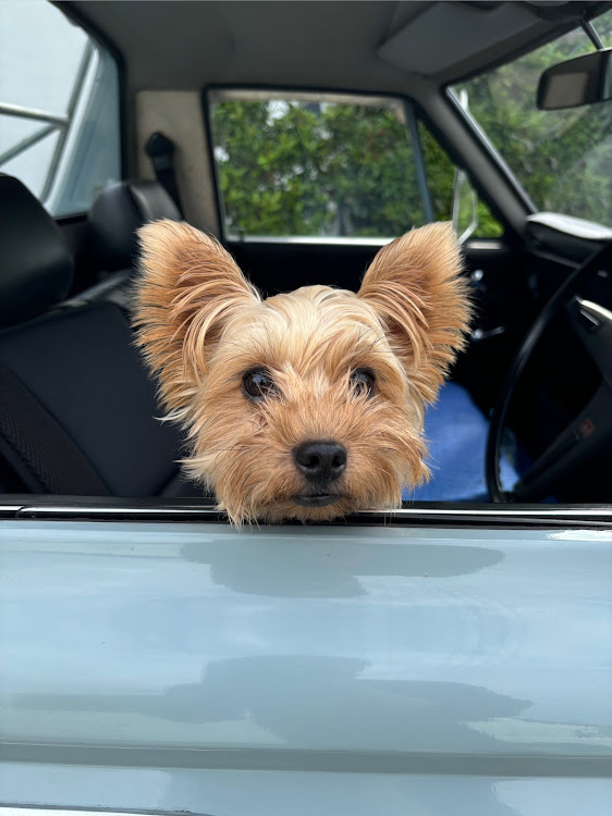 クラウンセダンのトヨペットクラウン・クラウントラック・阿蘇ドライブ・愛犬とドライブ・ピックアップトラックに関するカスタム事例の投稿画像3枚目