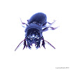 Burrowing Big-headed Ground Beetle