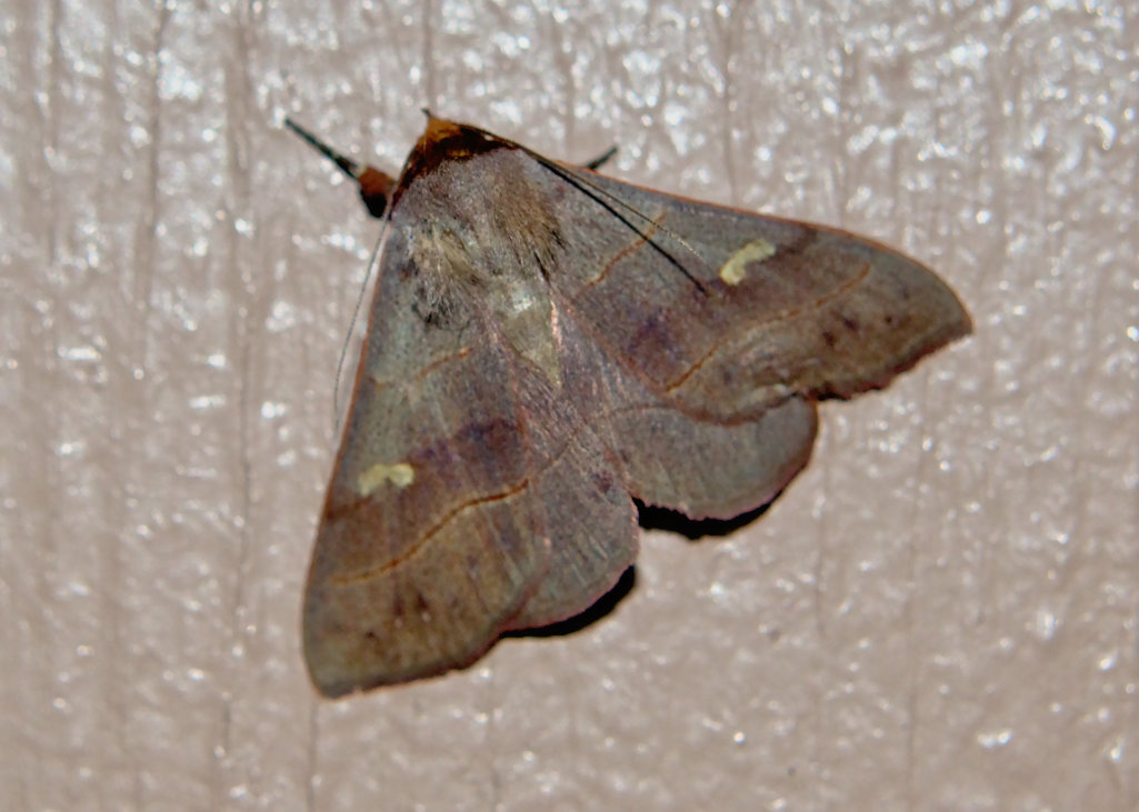 Red-Lined Panopoda Moth