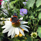 Red Admiral