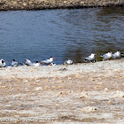 Common Tern; Charrán Común