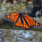 Monarch butterfly