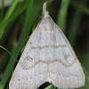 Stone-winged Owlet