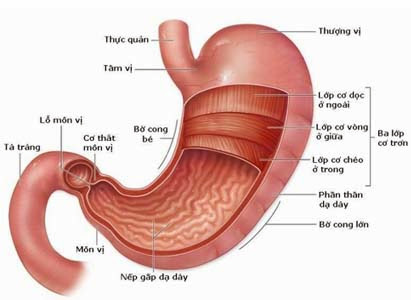 cách chữa ung thư dạ dày - cach chua ung thu da day