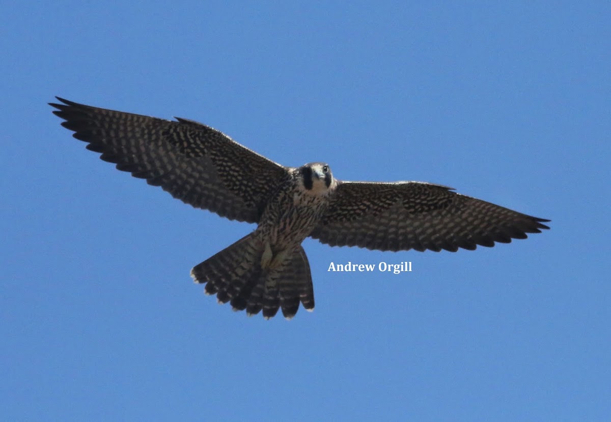 Peregrine Falcon