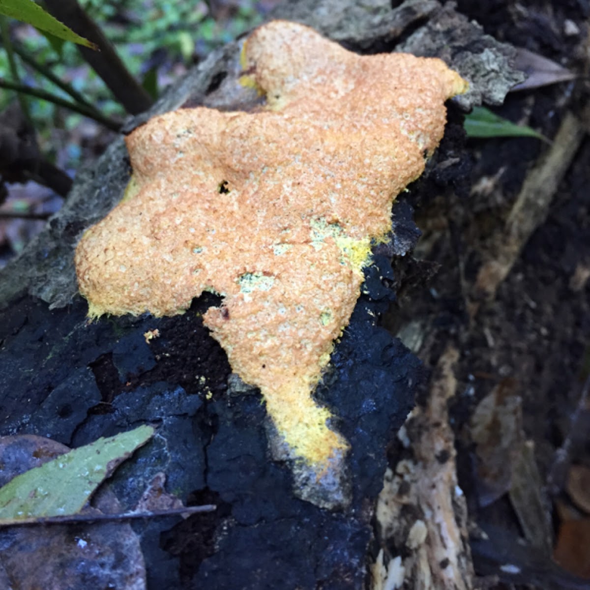 Scrambled egg slime mold