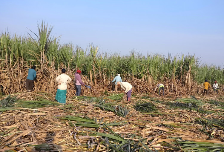 Workers harvest sugarcane in a field in Maharashtra, India. Picture: REUTERS/RAJENDRA JADHAV