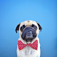 Download Pugs Wallpapers For PC Windows and Mac 1.1