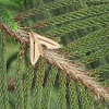 Brown-Banded Hunter Hawkmoth