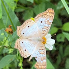 White Peacock