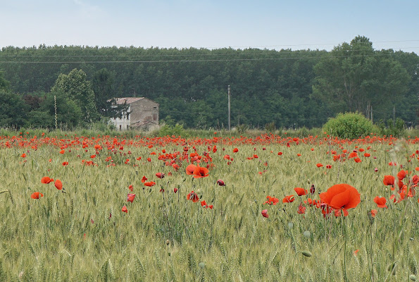 In un campo di grano che dirvi non so... di Furlissima