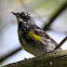 Yellow-rumped Warbler (Male)