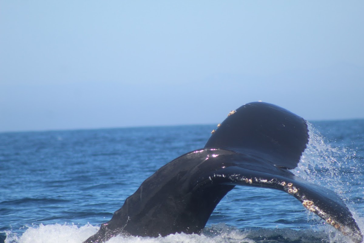 Humpback Whale