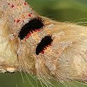 Lappet Moth (caterpillars)