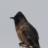 bulbul