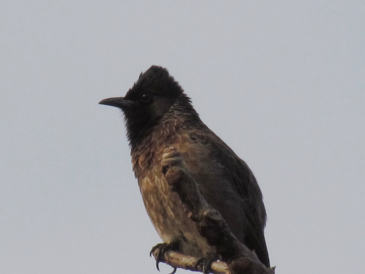 bulbul