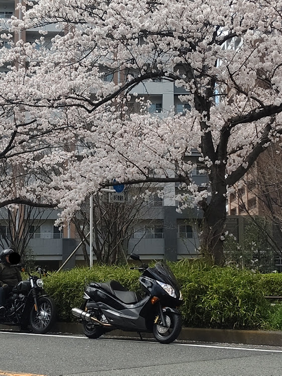 その他のフォルツァＭＦ１０・ツーリング・ガンダム・ボトムズ・桜のトンネルに関するカスタム事例の投稿画像1枚目