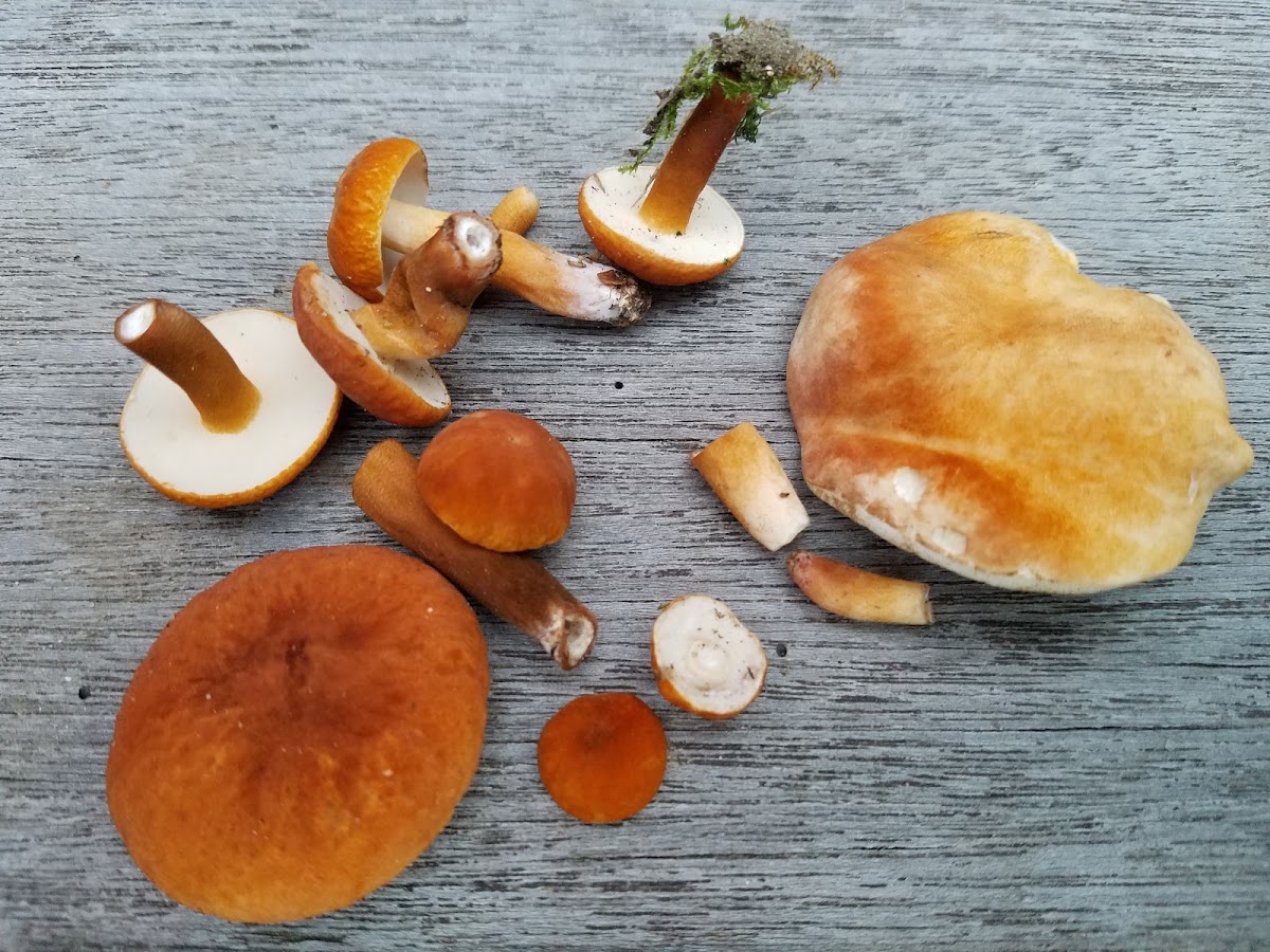 Unknown Boletus or Tylopilus Mushroom