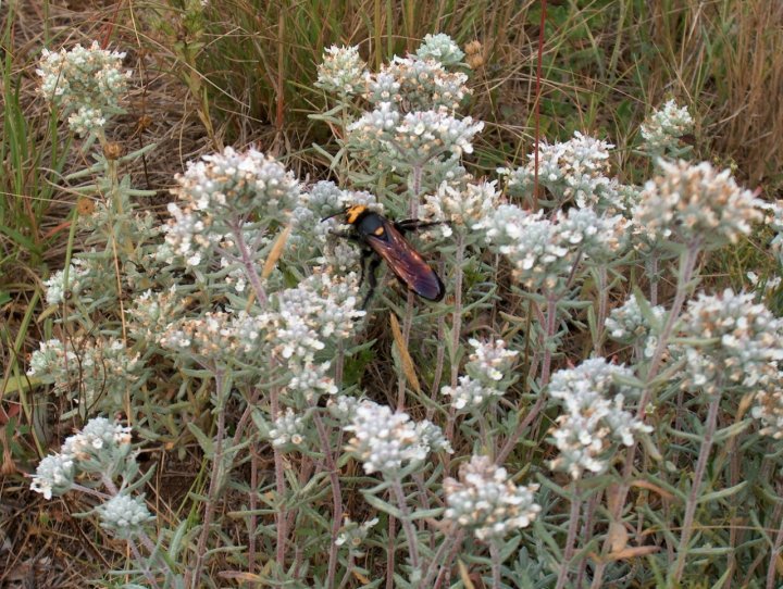 Amore per i fiori. di nerodiungallo